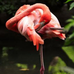 Meet your Posher, Devin